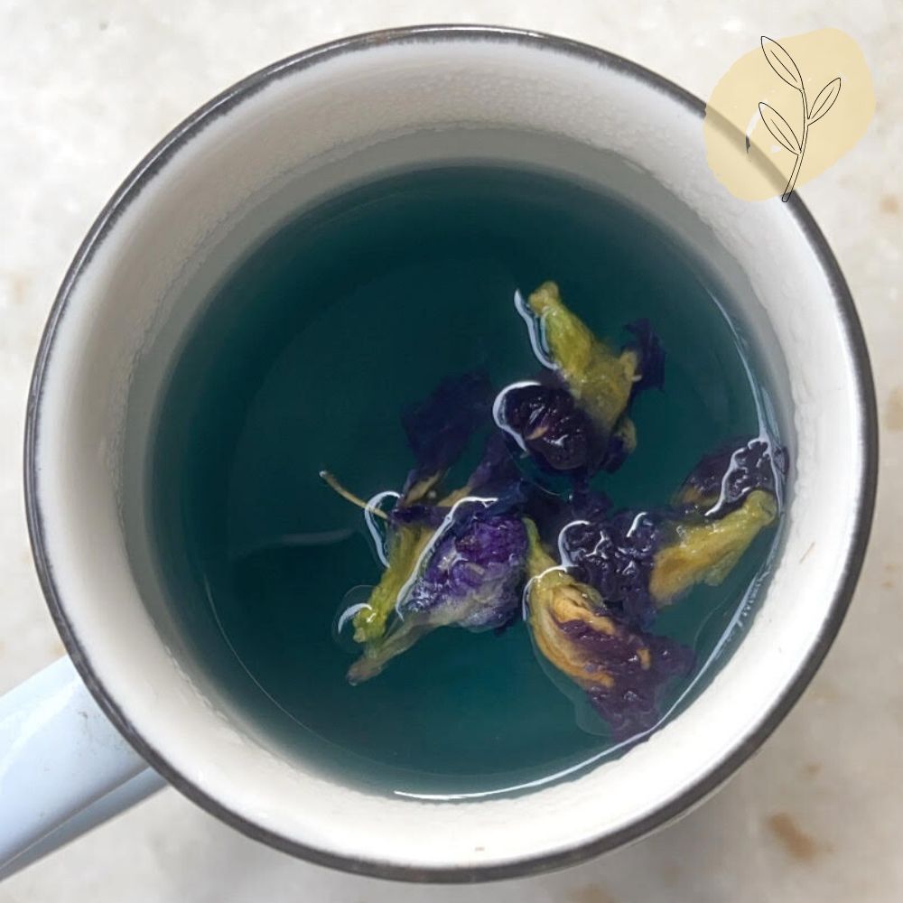 Butterfly Pea Flowers for Herbal Blue Tea from a Bengal