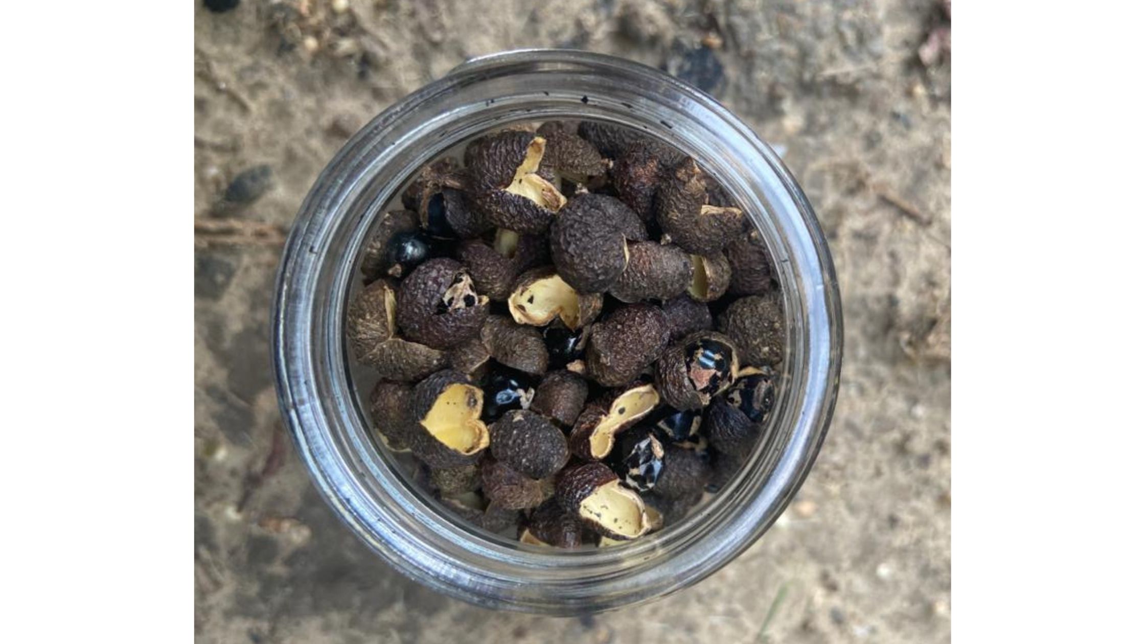 Knowing Sichuan Peppercorns Homegrown Platter