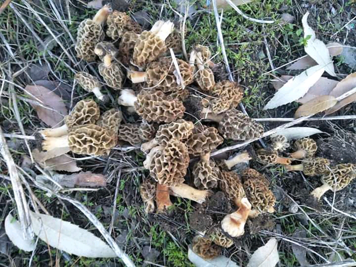 Wild Morel Mushrooms [Guchchi Mushrooms] from Uttarakhand, 30g