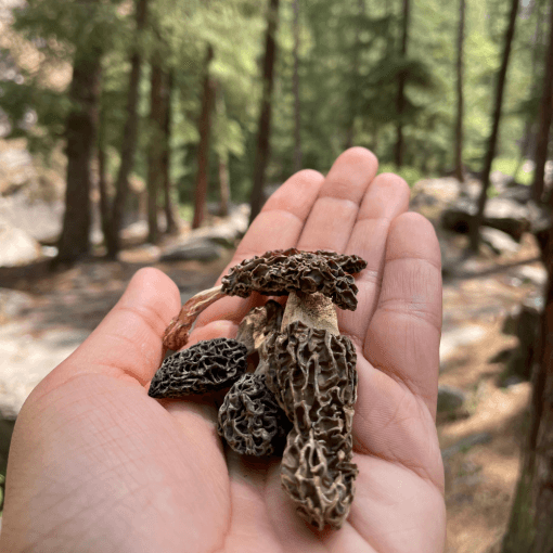 Wild morel mushrooms from Himalayas