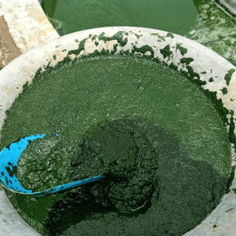 Culturing and harvesting spirulina powder
