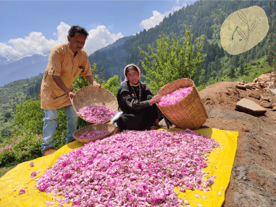 Damask rose sorting