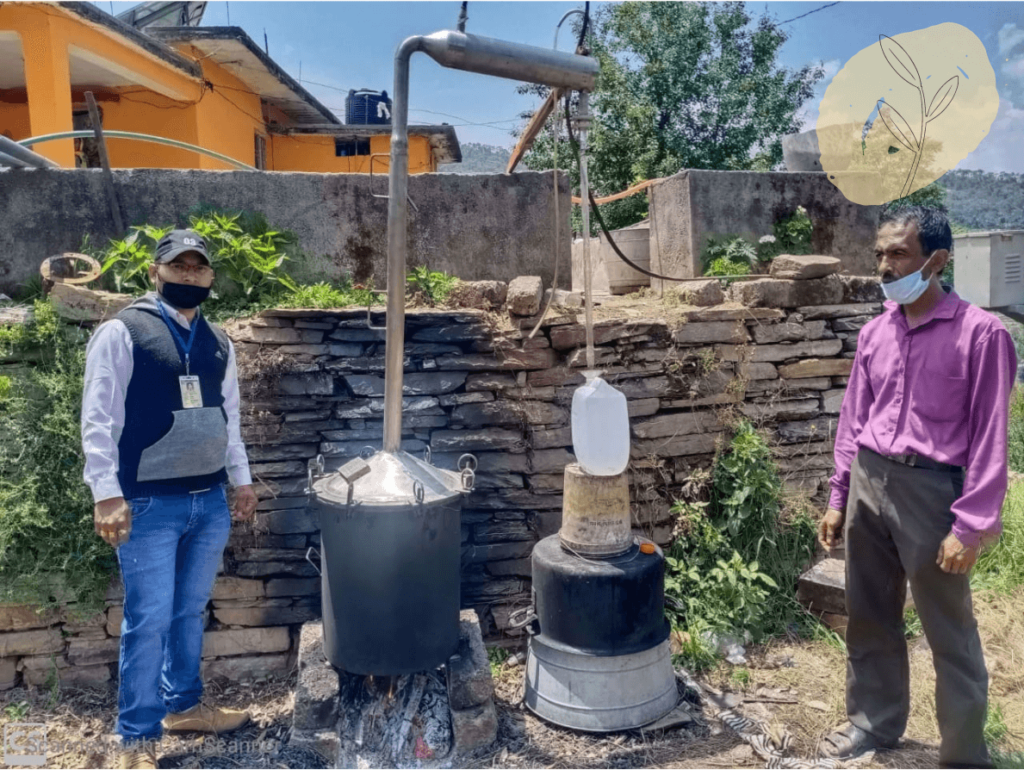 Damask rose water distillation