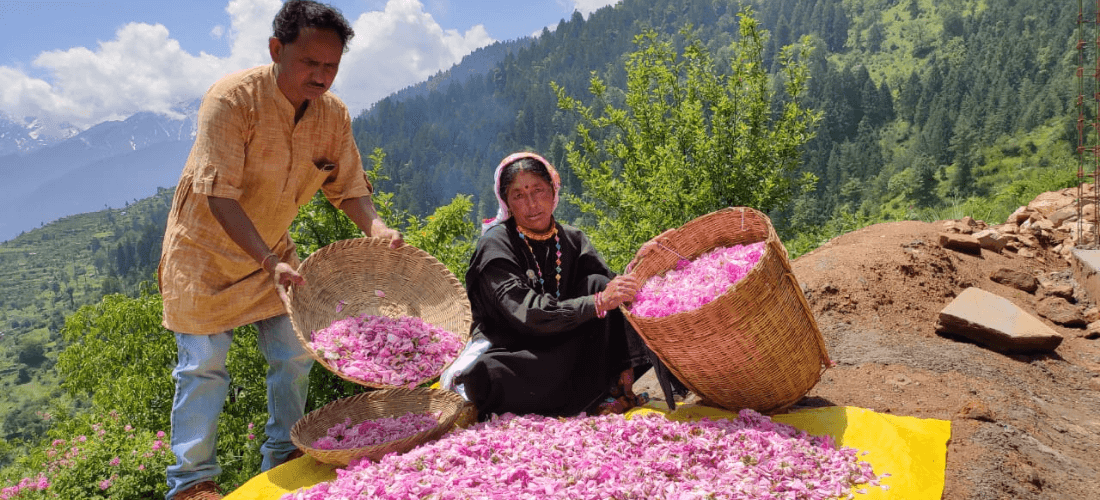 Rose petals cleaning in village