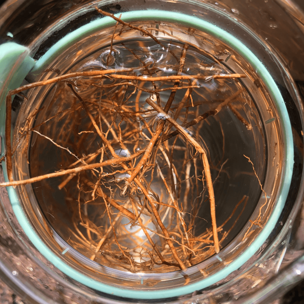 Benefits of Lavancha Neeru (Vetiver Infused Water) Homegrown Platter