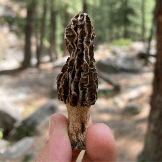 Organic morel mushroom from Himalayas